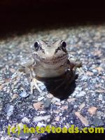 /home//u458753944/public_html/sourcegallery//Roxborough Toad Detour/2022/2022-03-17/P3170872.JPG